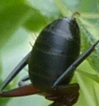 Camponotus sp.